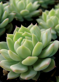 Echeveria derenbergii